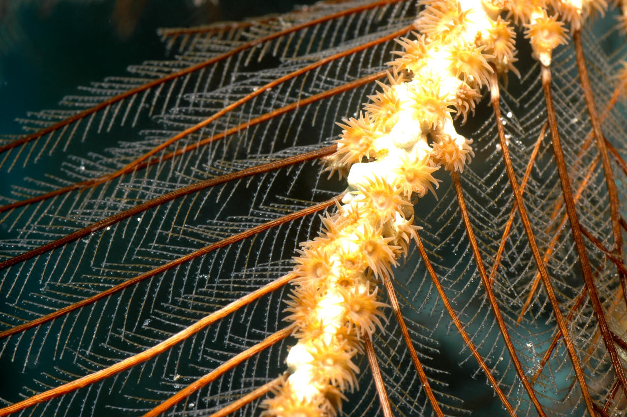 Parazoanthus tunicans